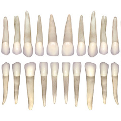 Florida Probe Device Illustration