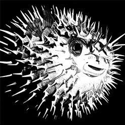 Puffer Fish on Scratchboard